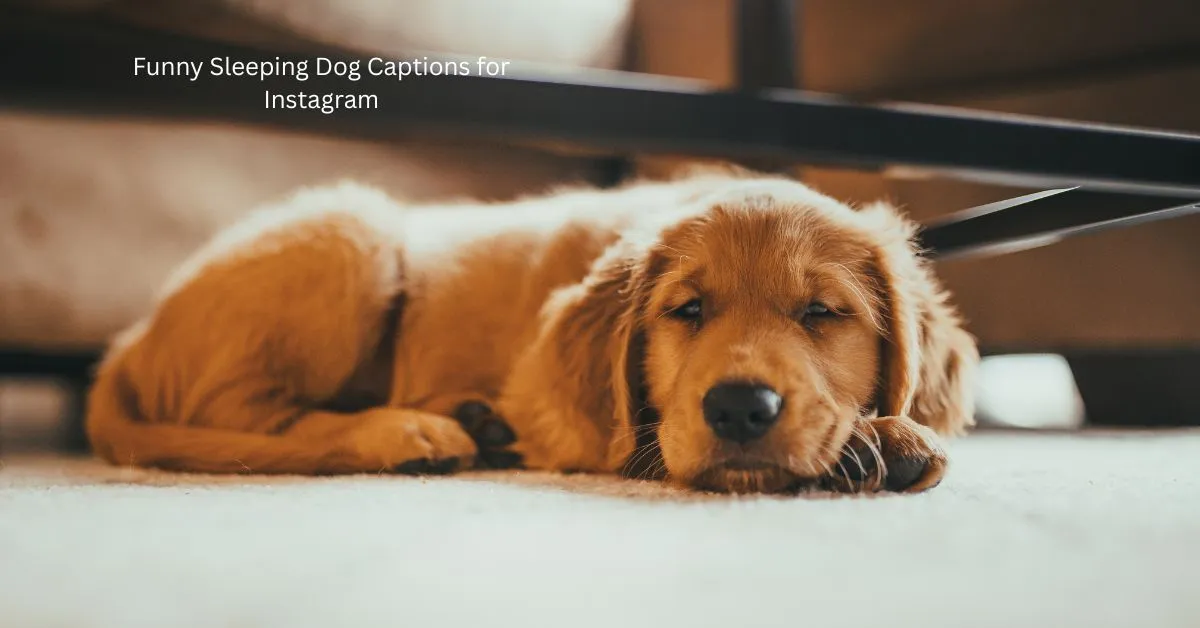 Funny Sleeping Dog Captions for Instagram