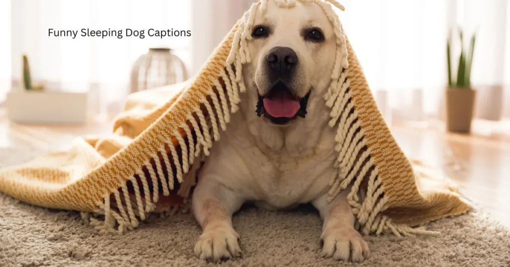 Funny Sleeping Dog Captions